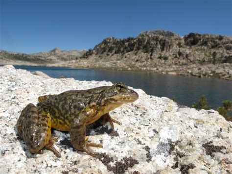 Opinion: Will this frog survive the showdown of natural ecosystems vs. outdoor recreation?